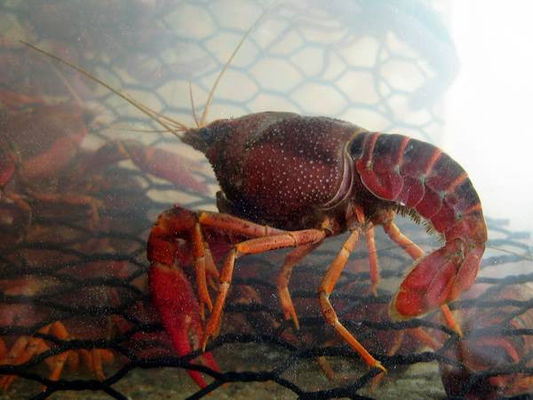 19 Gauge Crawfish Wire Mesh PVC Coated Saltwater Resistant