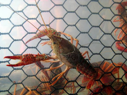 19 Gauge Crawfish Wire Mesh PVC Coated Saltwater Resistant