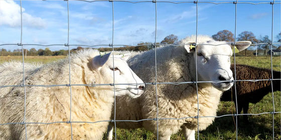 Green Cattle Fence Mesh Grassland Horse Wire Netting