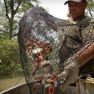 19 Gauge Crawfish Wire Mesh PVC Coated Saltwater Resistant